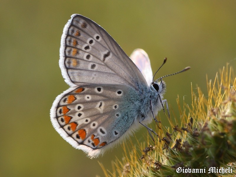 Polyommatus thersites Lycaenidae